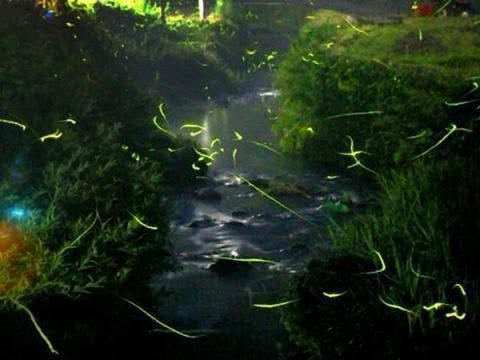田시로 지구의 반딧불이