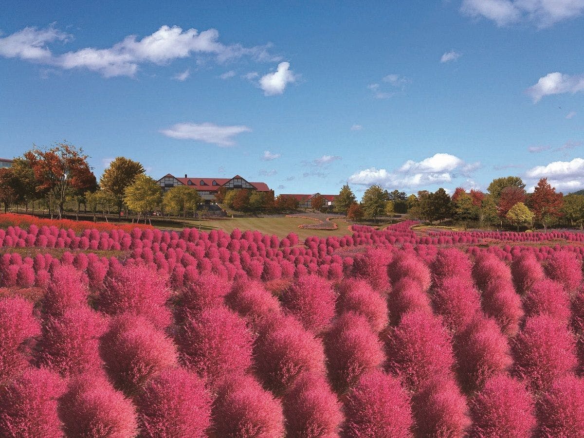 유니 가든 코키아 언덕
