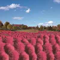 유니 가든 코키아 언덕