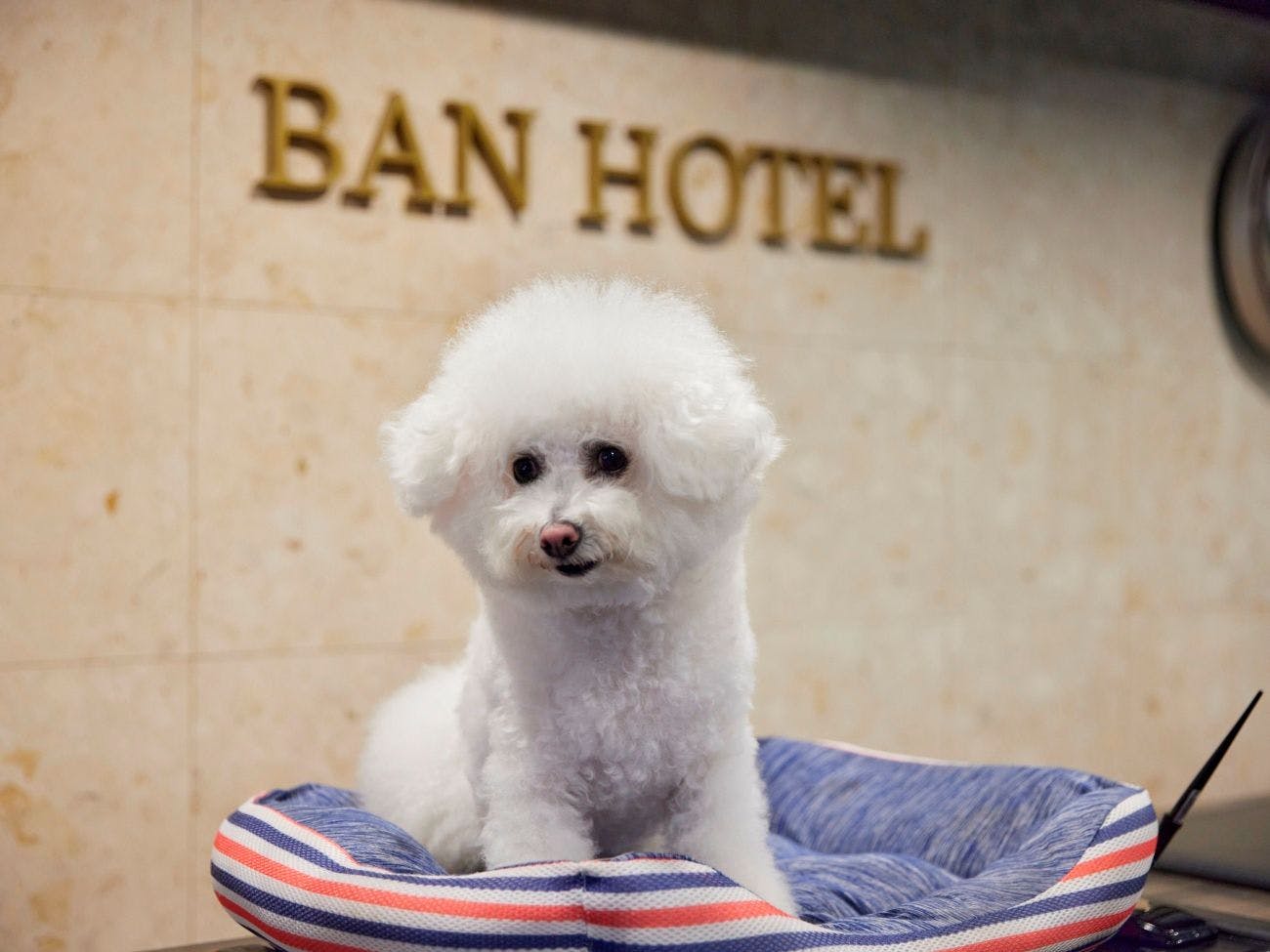 【Kaunter Depan】Anjing maskot Tsukijiro