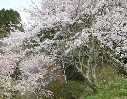 近隣のさくら