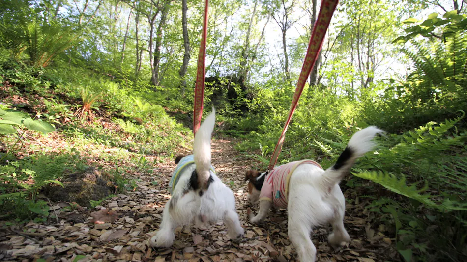 Pet-Friendly Accommodation CARO FORESTA Kita-Karuizawa RIO