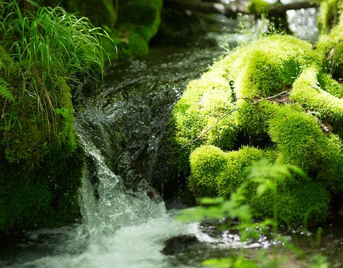 大興奮の圧倒的な大自然が味わえる庭です。