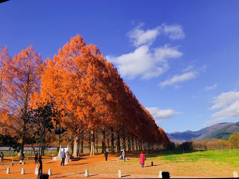 ถนนต้นเมตาเซโคเอีย