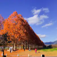 ถนนต้นเมตาเซโคเอีย