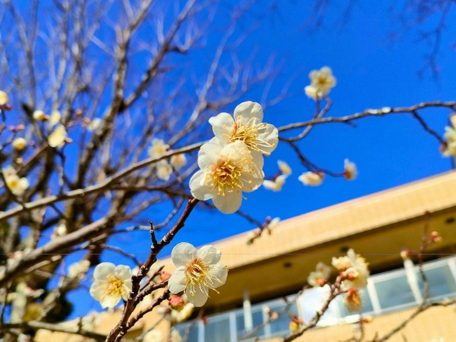 Izu Kogen Hotel Five Stars
