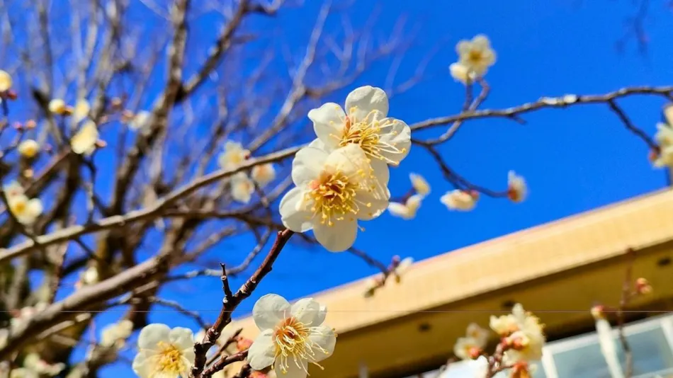 Izu Kogen Hotel Five Stars