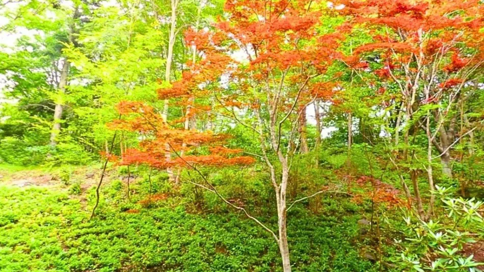 Izu Kogen Hotel Five Stars