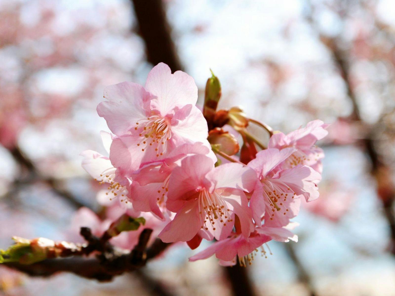 【Wisata sekitar | Sakura Kawazu】