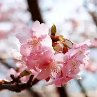 【Wisata sekitar | Sakura Kawazu】