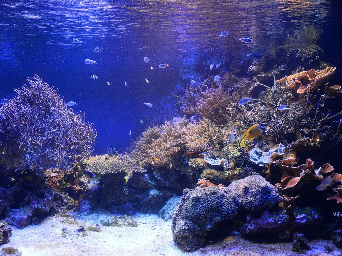 Akuarium Terumbu Karang di Akuarium Toba