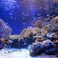 Akuarium Terumbu Karang di Akuarium Toba