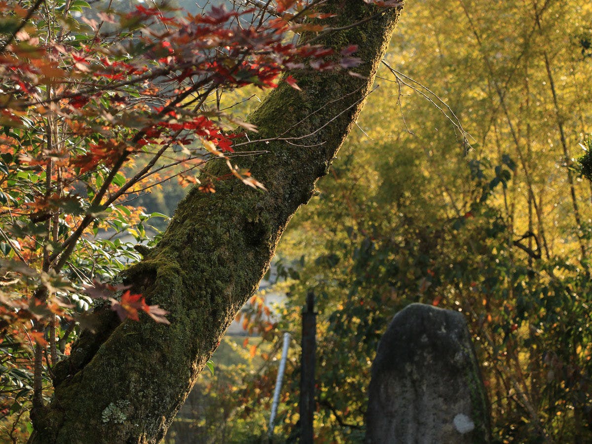 Tsuru no Ongaeshi Yomigaeri no Yado Tsurureisen