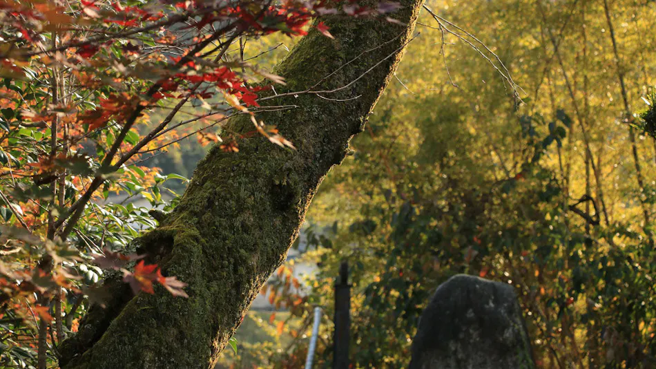 Tsuru no Ongaeshi Yomigaeri no Yado Tsurureisen