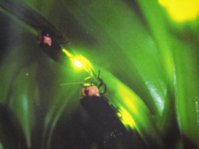 돌 온천의 겐지반딧불이.