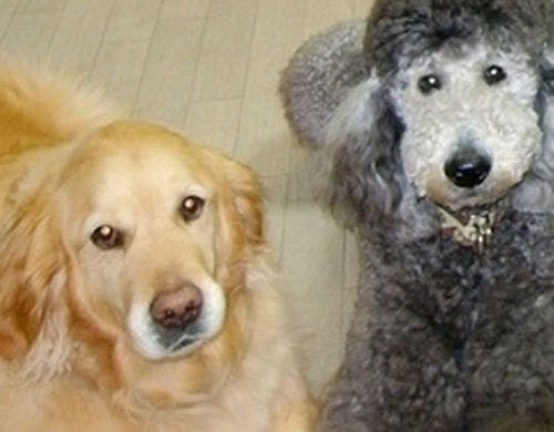 ペットと泊まれる宿 コンドミニアム フラットレット草津 宿泊予約なら Yahoo トラベル