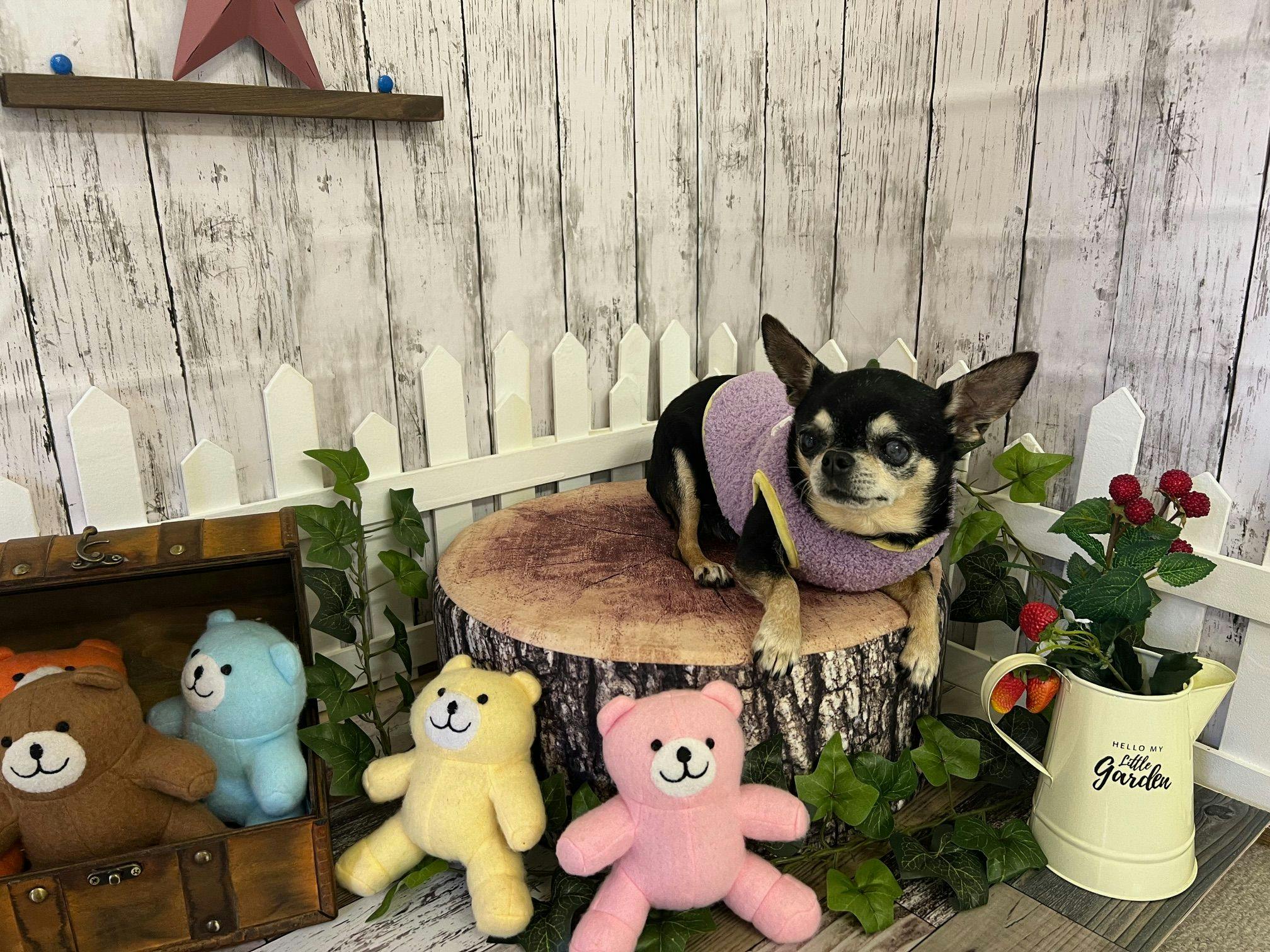 โฟโต้บูธ