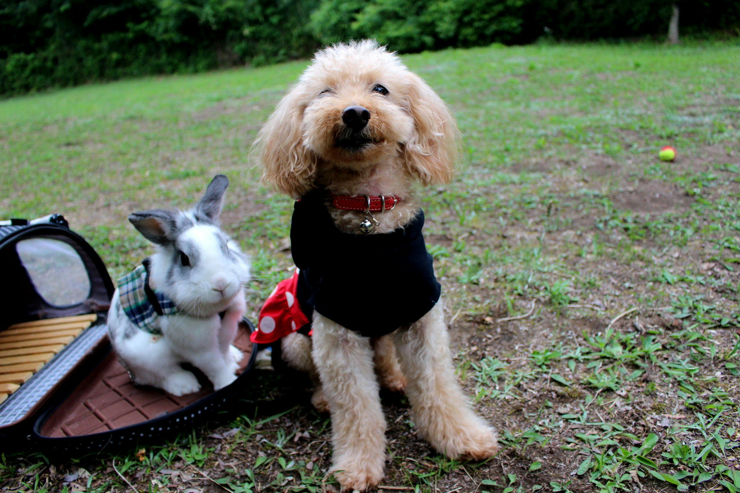 Ito Onsen Pet-Friendly Inn Apple Seed