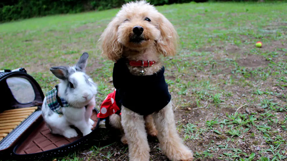 Ito Onsen Pet-Friendly Inn Apple Seed