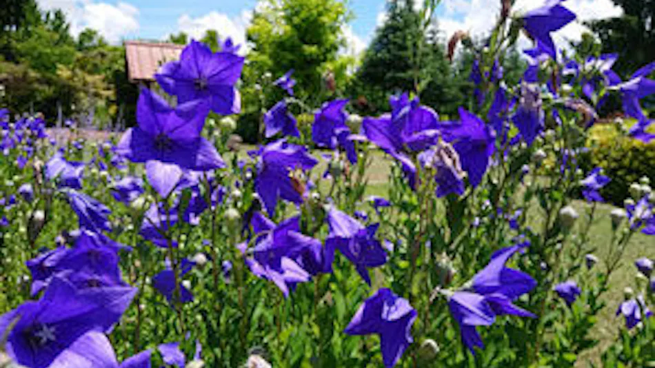 Schon Garten Omi