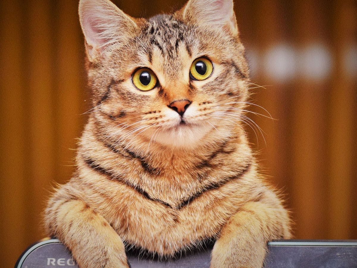 นี่คือแมวลา ลา ที่น่ารัก♪