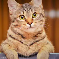 นี่คือแมวลา ลา ที่น่ารัก♪