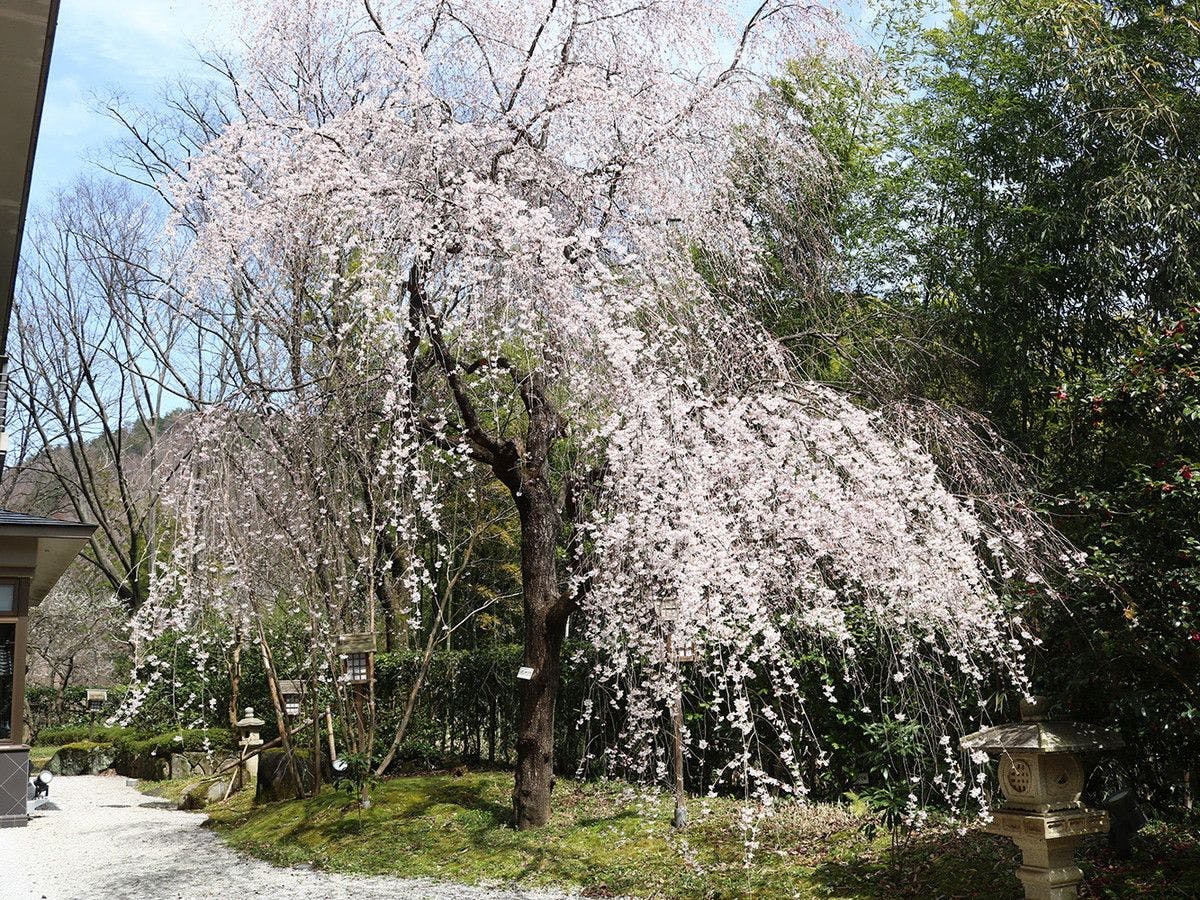 Iizaka Onsen Surikamitei Ootori