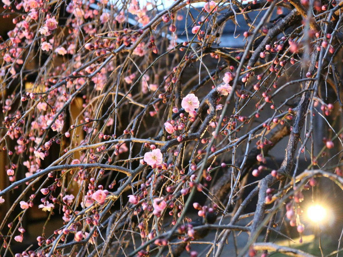 Iizaka Onsen Surikamitei Ootori