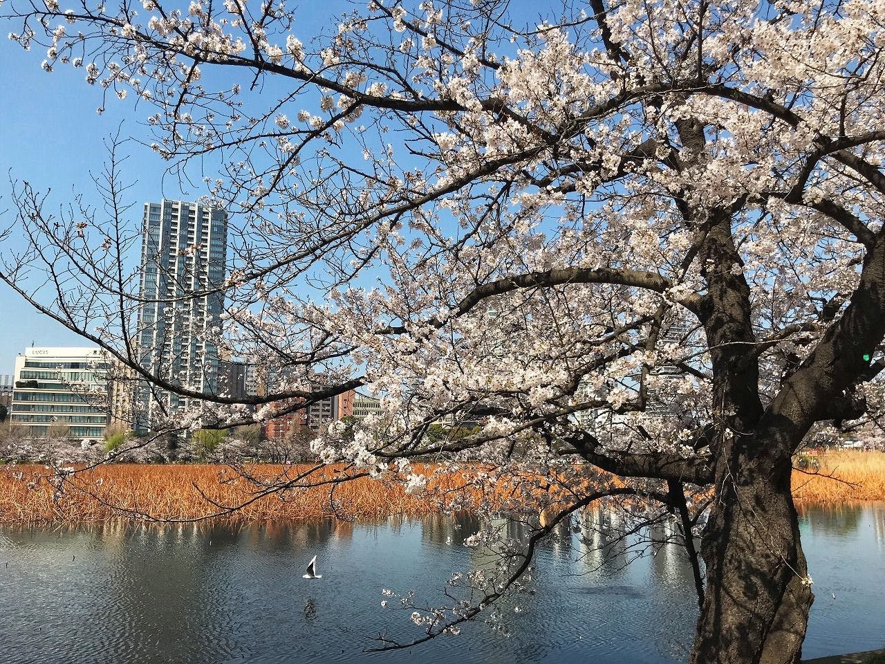 부닌지