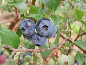 農家民宿　童仙房山荘