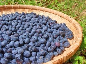 農家民宿　童仙房山荘