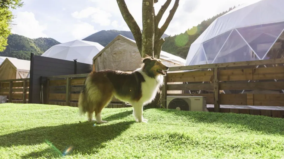SPRINGS VILLAGE Ashigara・Tanzawa Onsen Resort & Glamping