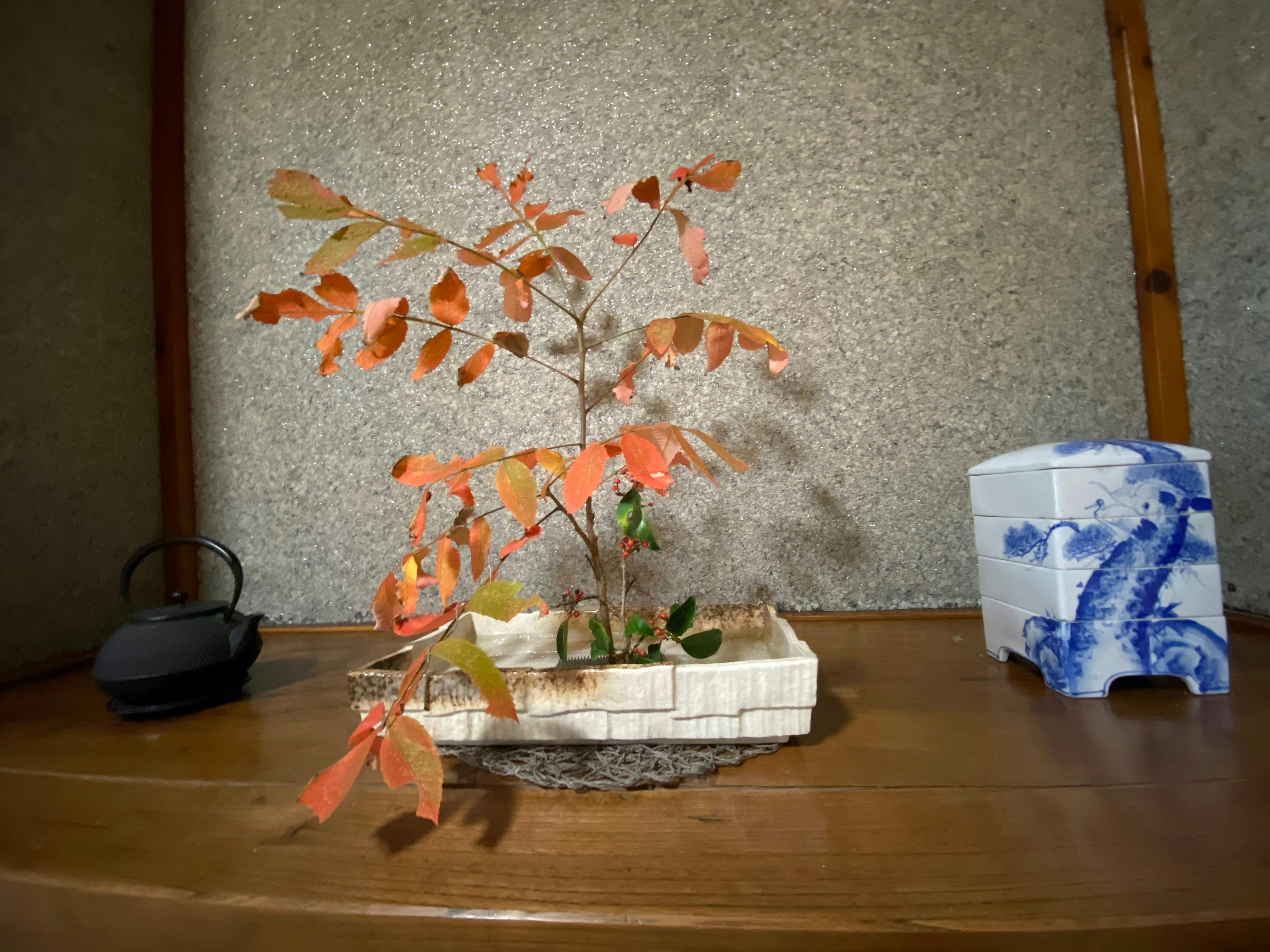 การเปลี่ยนแปลงของฤดูกาลในโทโคโนมะ!