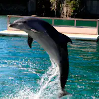 สถานที่ท่องเที่ยวใกล้เคียง|พิพิธภัณฑ์สัตว์น้ำชิโมดะ