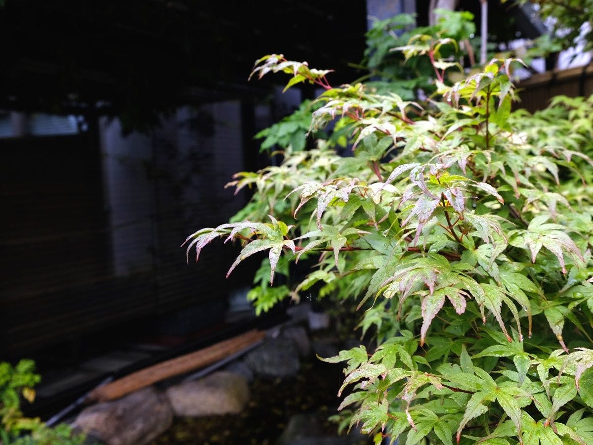 *【ข่าวตามฤดูกาล】ใบเมเปิ้ลเปียกในฤดูฝน