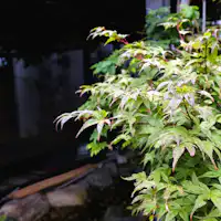 *【ข่าวตามฤดูกาล】ใบเมเปิ้ลเปียกในฤดูฝน