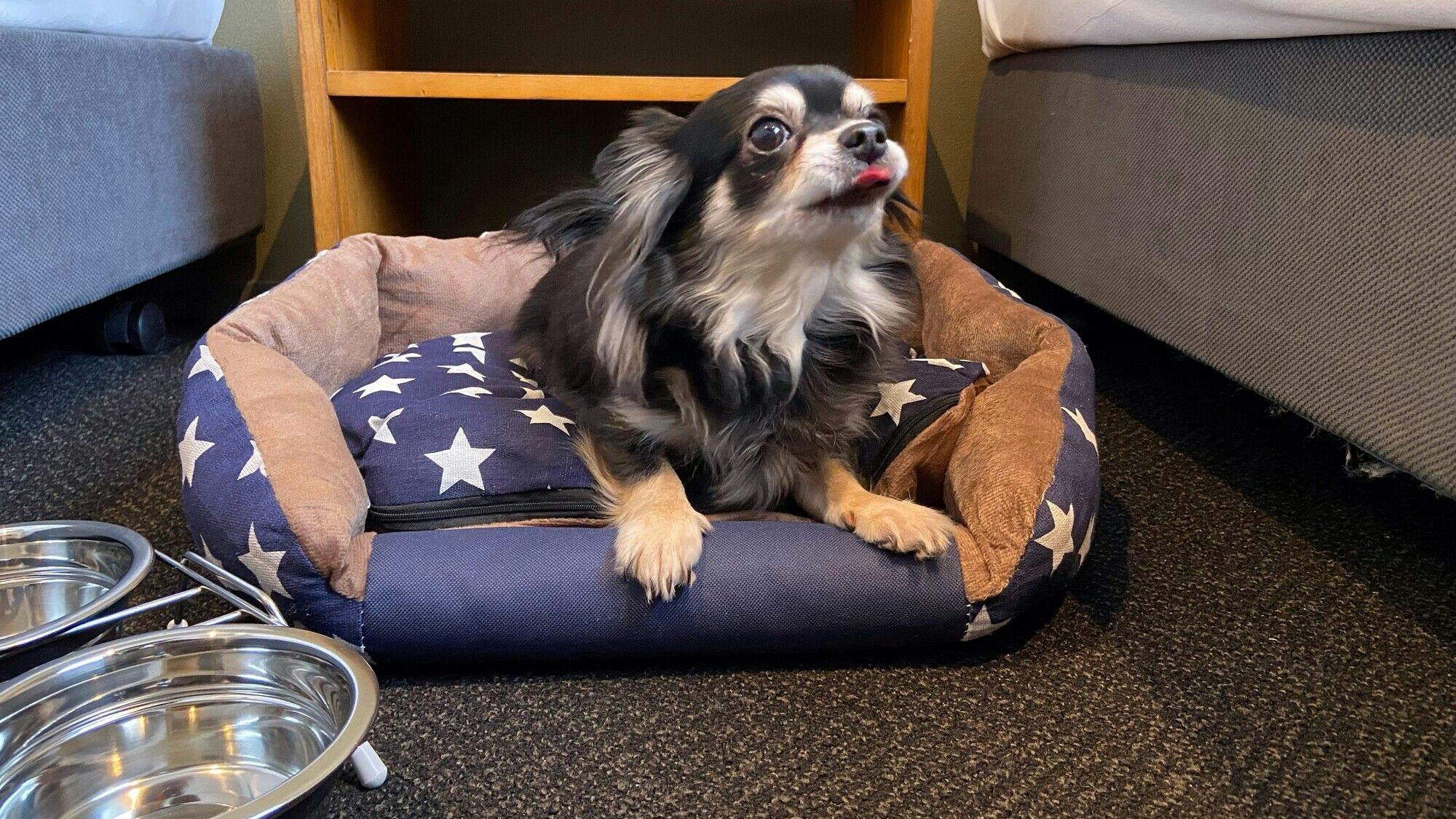 【ห้องพักที่เป็นมิตรกับสุนัข】