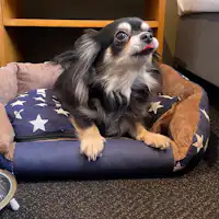 【ห้องพักที่เป็นมิตรกับสุนัข】