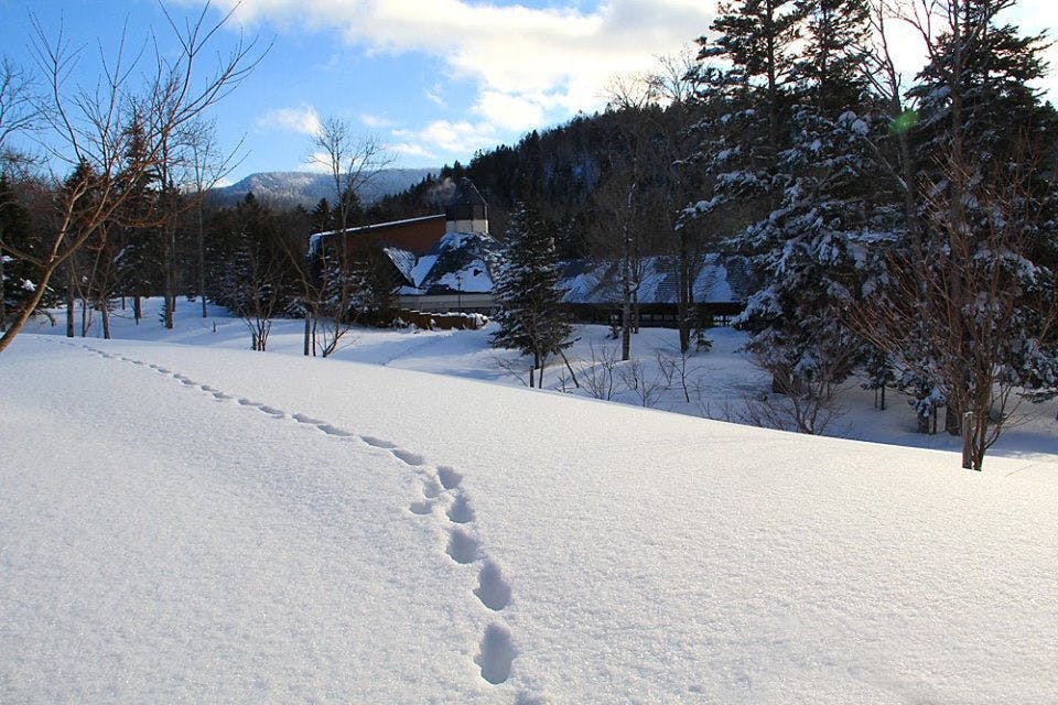 รอยเท้าของคิตะคิทสึเนะ