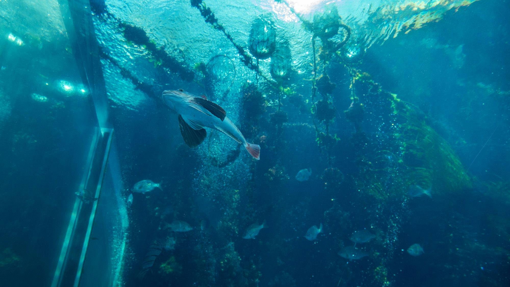 "พิพิธภัณฑ์สัตว์น้ำสิ่งแวดล้อม" อควาแมรีนฟุกุชิมะ