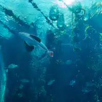 "พิพิธภัณฑ์สัตว์น้ำสิ่งแวดล้อม" อควาแมรีนฟุกุชิมะ