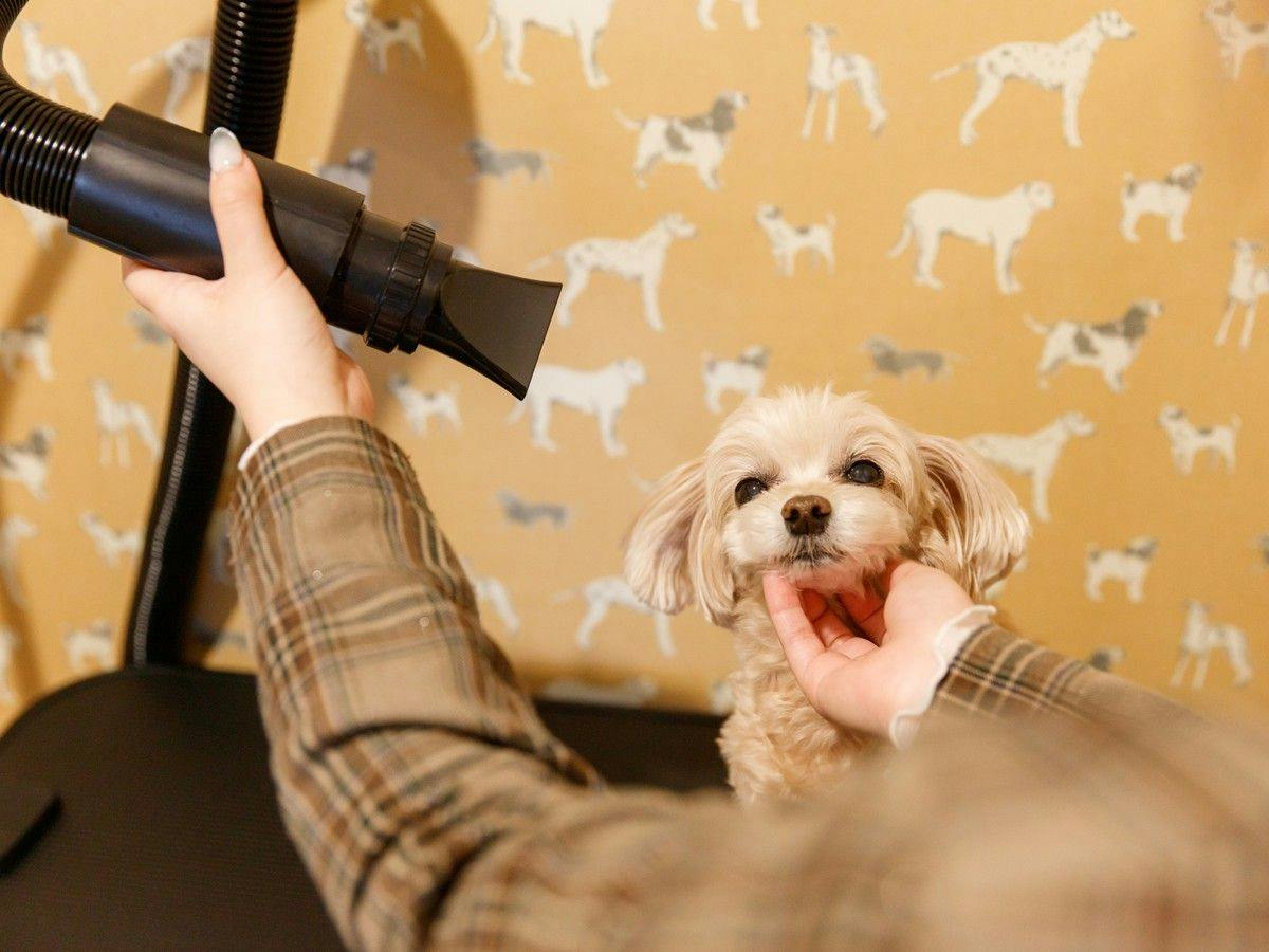 Authentic Inn for Stays with Your Beloved Dog - Awara Onsen Tsukika
