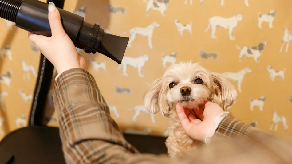 Authentic Inn for Stays with Your Beloved Dog - Awara Onsen Tsukika