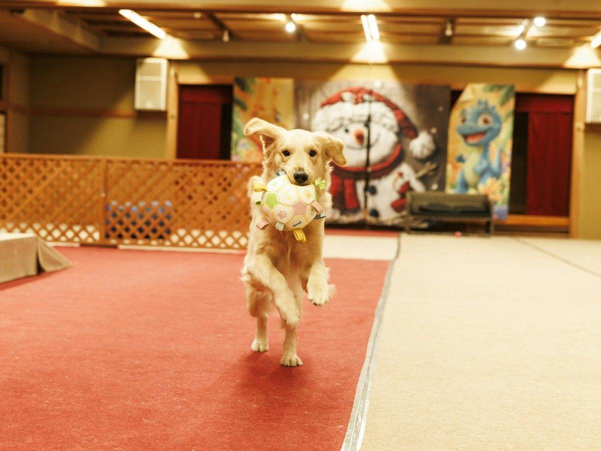 Authentic Inn for Stays with Your Beloved Dog - Awara Onsen Tsukika