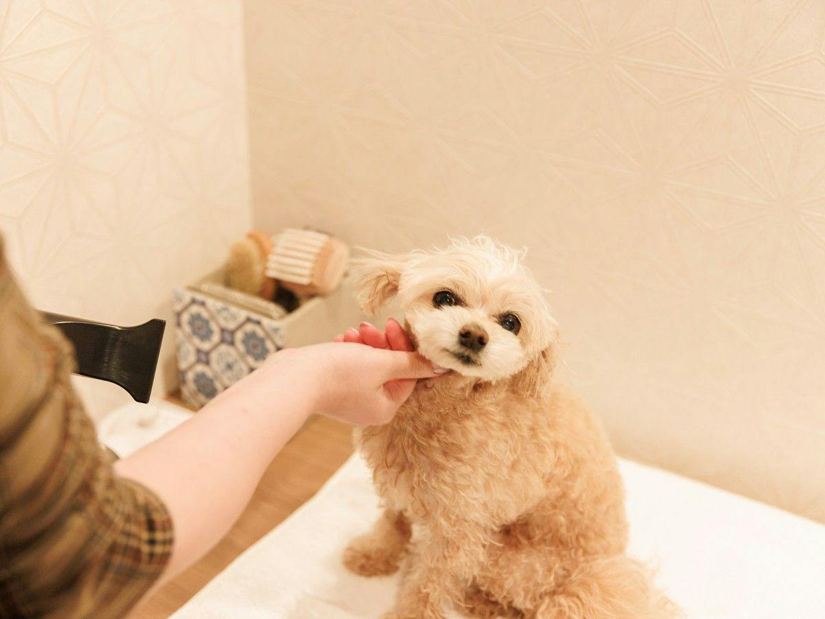 Authentic Inn for Stays with Your Beloved Dog - Awara Onsen Tsukika