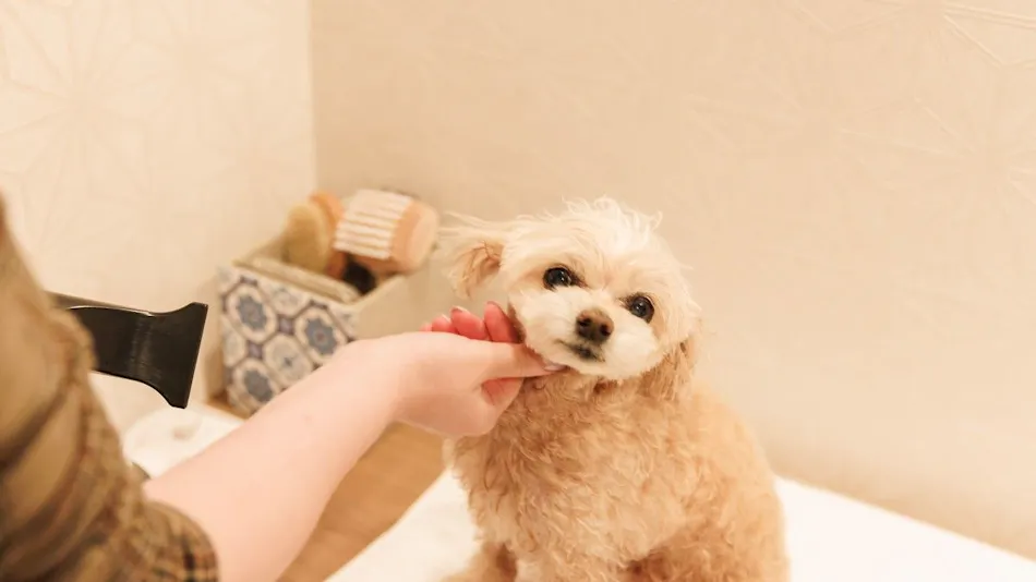 Authentic Inn for Stays with Your Beloved Dog - Awara Onsen Tsukika