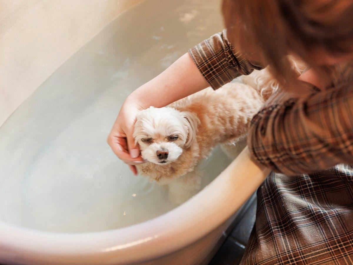 Authentic Inn for Stays with Your Beloved Dog - Awara Onsen Tsukika