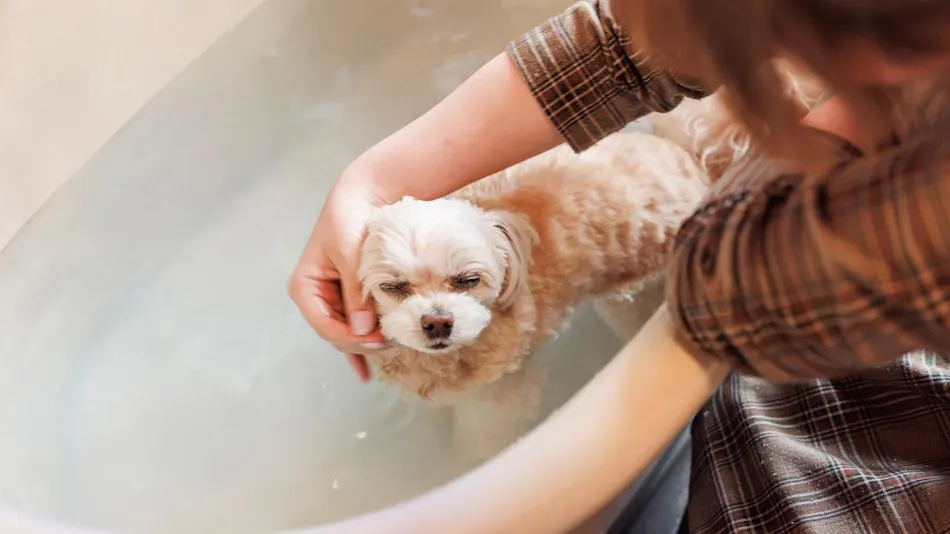Authentic Inn for Stays with Your Beloved Dog - Awara Onsen Tsukika