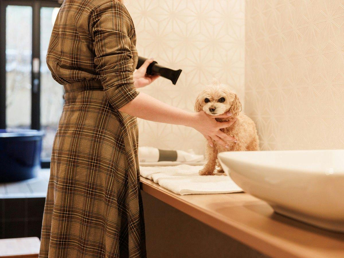 Authentic Inn for Stays with Your Beloved Dog - Awara Onsen Tsukika