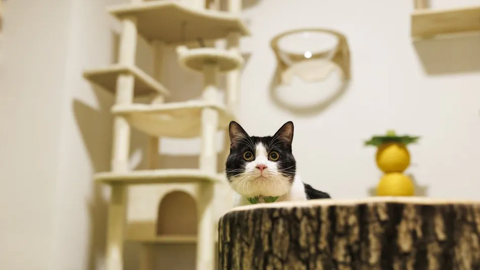 Authentic Inn for Stays with Your Beloved Dog - Awara Onsen Tsukika